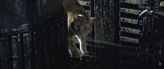 Image of an orange cat exploring an forebonding scenery