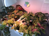 Plants
