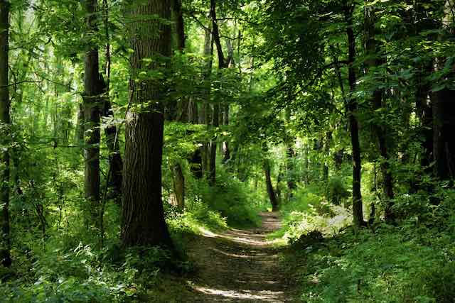 michael diane-weidner-3UayygJMXDI-unsplash.jpeg